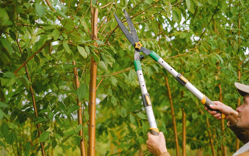 Tree trimming in Canon City, CO